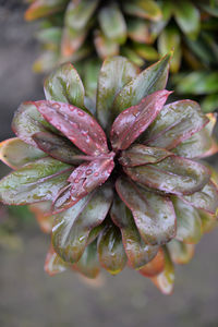 Close-up of wet flower
