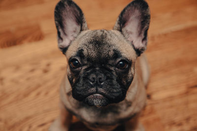 French bulldog puppy look sadly to the camera.