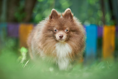 Portrait of a dog on field