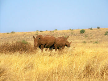 White rhinos in a field