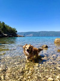 Dog on rock in water against clear sky