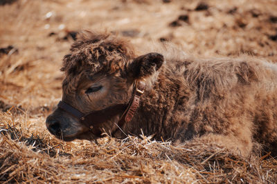 Close-up of pig on field