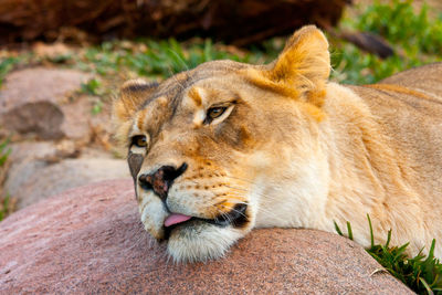 Close-up of lioness resting on rock