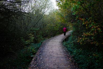 Rear view of person walking on footpath amidst trees in forest