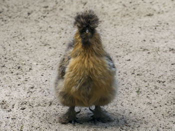 View of bird on field