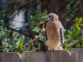 Close-up of bird perching on wooden post