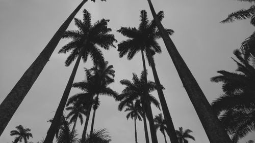 Low angle view of palm trees against clear sky