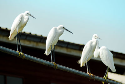 White heron perching on flower