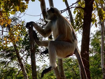 Low angle view of monkey sitting on tree in forest