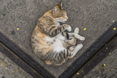 High angle view of cat sitting