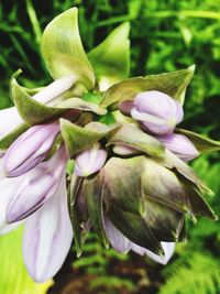 Close-up of pink flowers