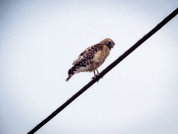 Close-up of sparrow perching on cable against clear sky