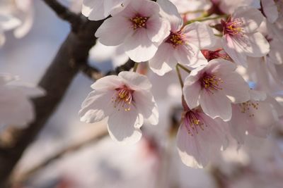 Close-up of cherry blossoms