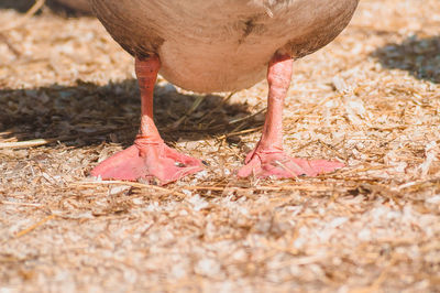 Low section of birds on field