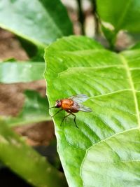 Close-up of insect on leaf