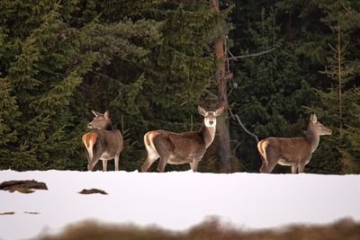 Deer standing in forest