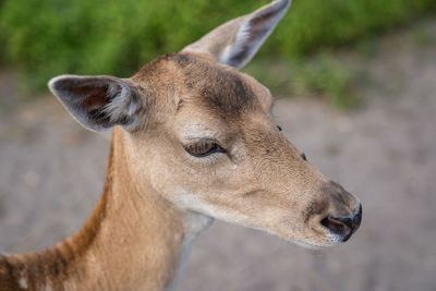 Close-up of deer