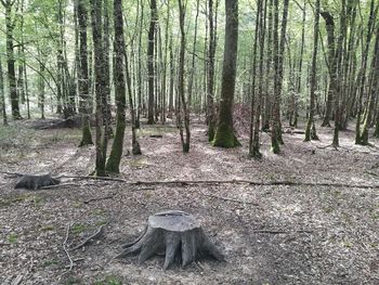 Trees in forest