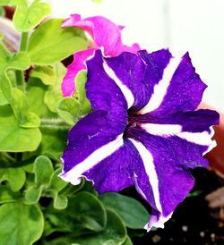 Close-up of wet purple flower