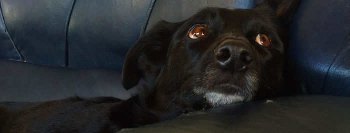 Portrait of black dog relaxing at home