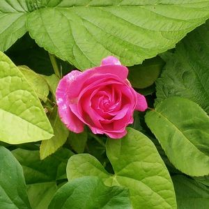 Close-up of pink rose