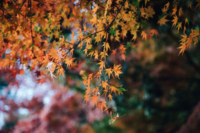 Close-up of maple leaves on tree in forest