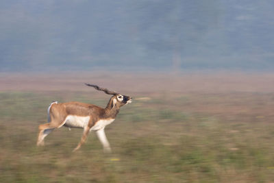 Side view of deer standing on land