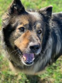 Close-up portrait of dog on field