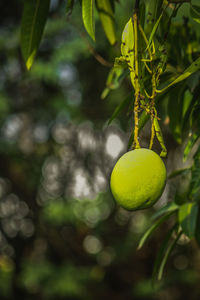 Close-up of fruits on tree