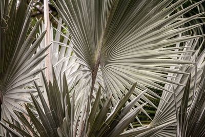 Full frame shot of palm trees