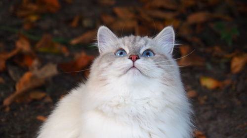 Beautiful white cat with blue eyes in autumn scenery. this is neva masquarade 