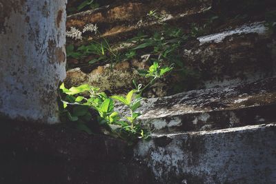 Close-up of plant growing on tree trunk