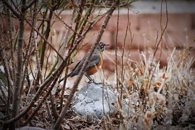 Bird perching on grass