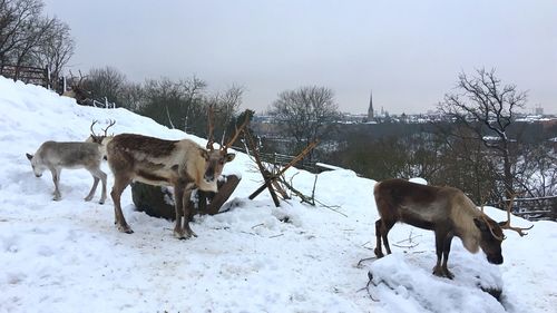 Horses on snow covered field