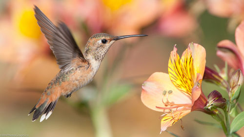 Close-up of hummingbird flying near flower