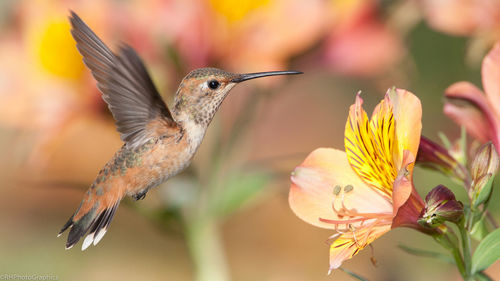 Close-up of bird perching on plant