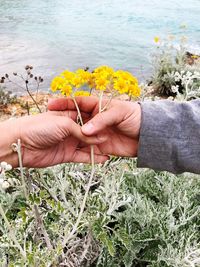 Cropped hands of people holding flowers