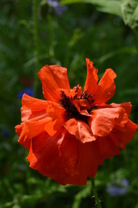 Close-up of orange flower