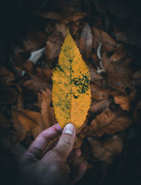 Close-up of hand holding maple leaves