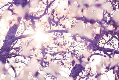 Low angle view of sunlight streaming through tree