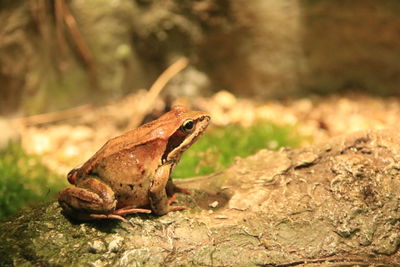 Close-up of frog on rock