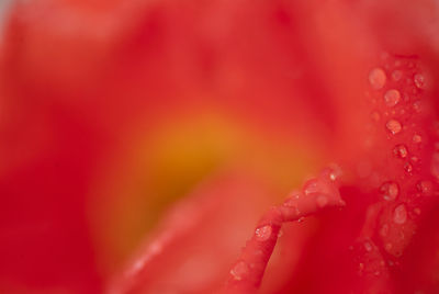 Close-up of wet red rose flower