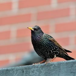 Close-up of bird perching on wall