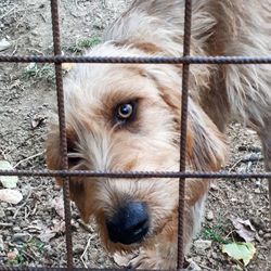 Close-up portrait of dog