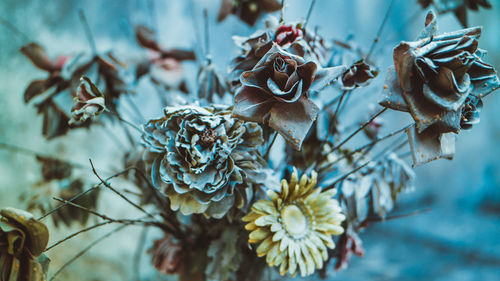 Close-up of wilted flowers