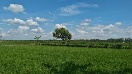 Scenic view of agricultural field against sky