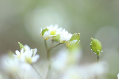Close-up of white flowering plant