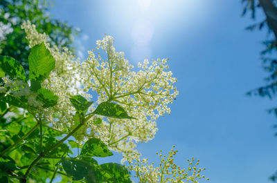 Bottom view of elder flowers on background of blue sky. beautiful spring
