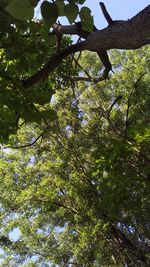 Low angle view of tree in forest