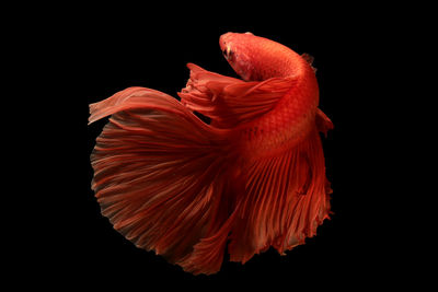 Close-up of siamese fighting fish against black background